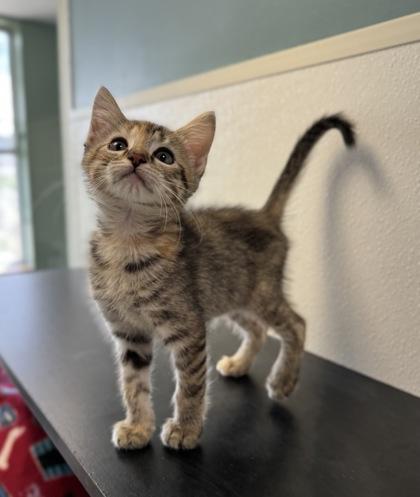 Koch, adopted, Young Female Domestic Medium Hair.