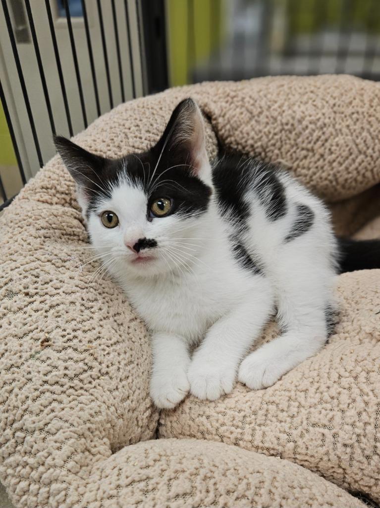 Lil Momma (Lakewood), Adoptable, Kitten Female Domestic Short Hair.