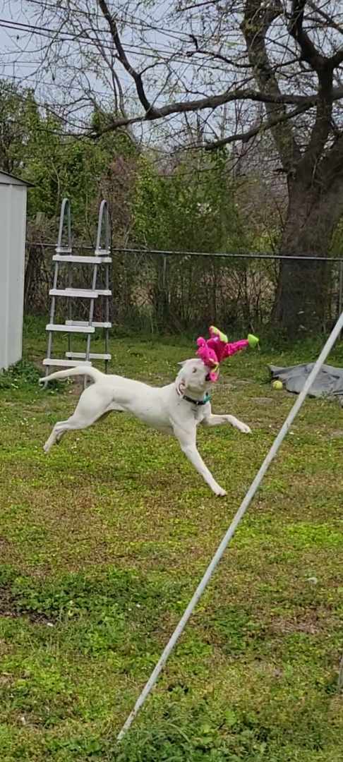 Enlarge HERBERT THE DERP, a Adoptable mixed breed in TULSA, OK image 14/17