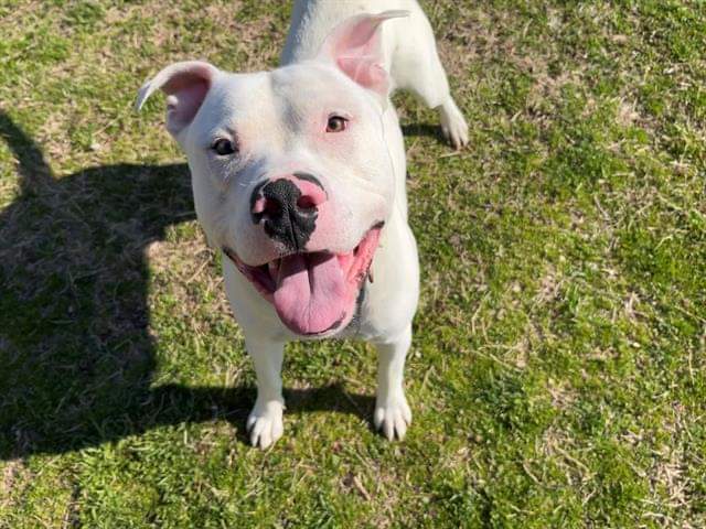 Enlarge HERBERT THE DERP, a Adoptable mixed breed in TULSA, OK image 17/17