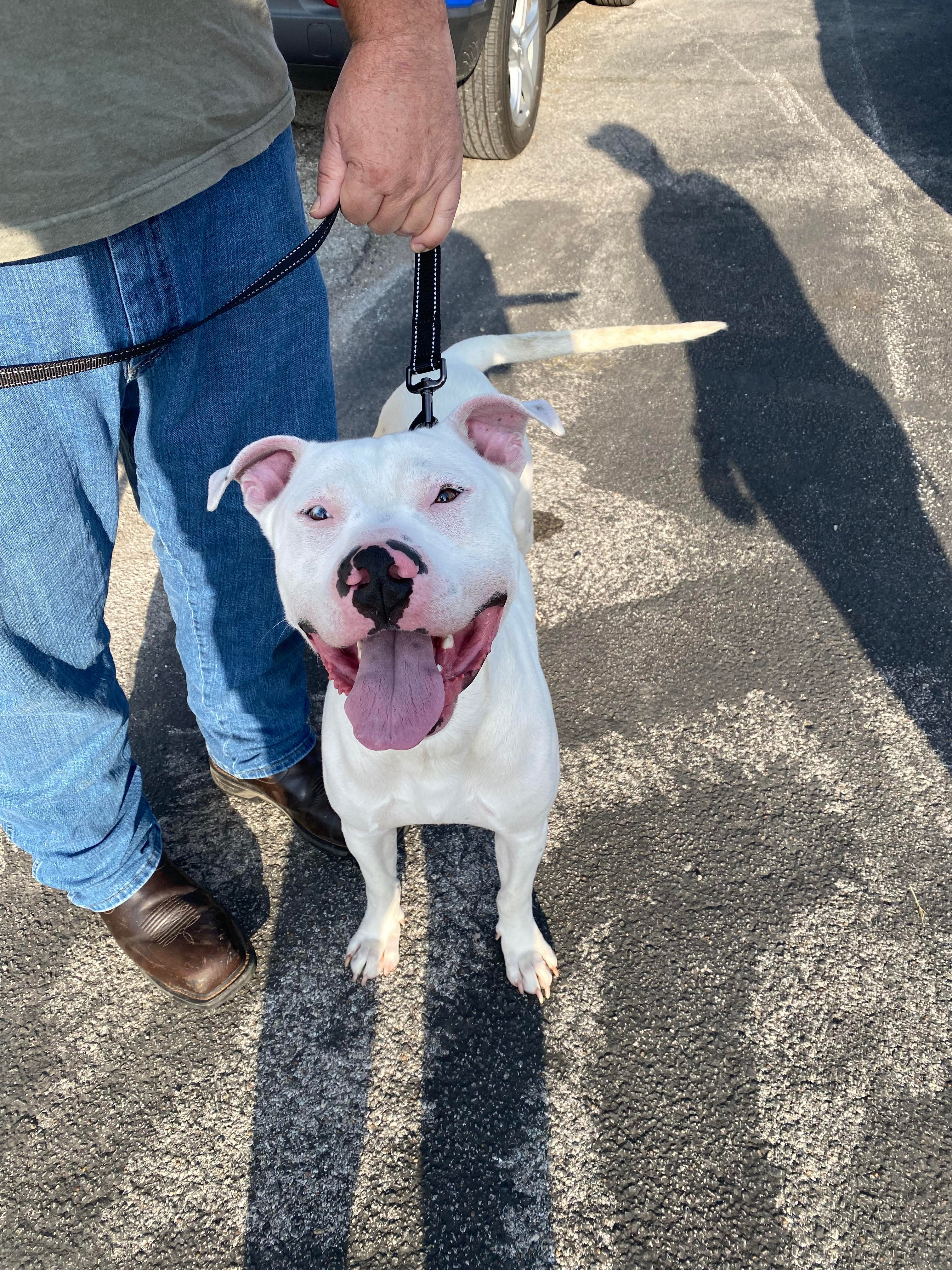Enlarge HERBERT THE DERP, a Adoptable mixed breed in TULSA, OK image 15/17