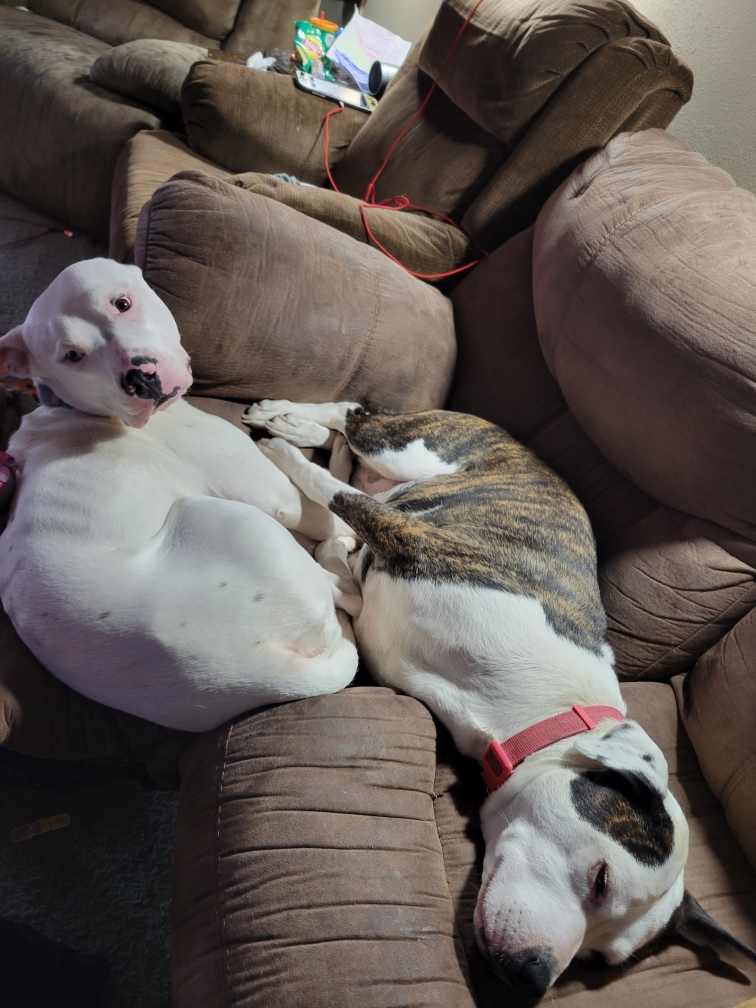 Enlarge HERBERT THE DERP, a Adoptable mixed breed in TULSA, OK image 13/17