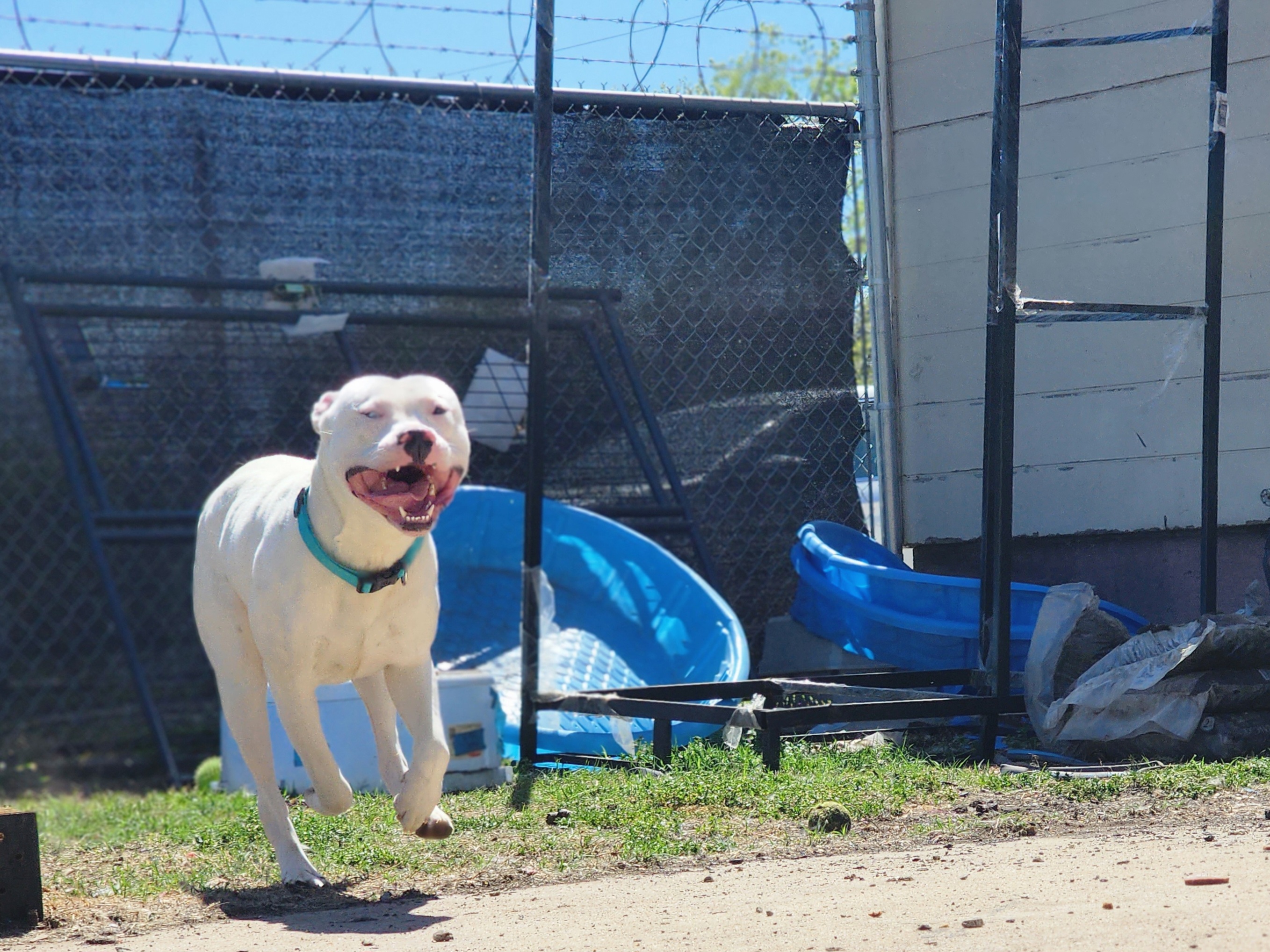 Enlarge HERBERT THE DERP, a Adoptable mixed breed in TULSA, OK image 16/17