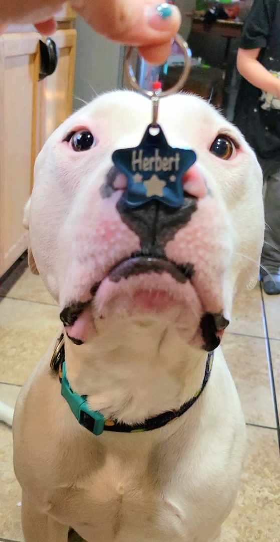 HERBERT THE DERP, Adoptable, Adult Male American Bulldog & Pit Bull Terrier.