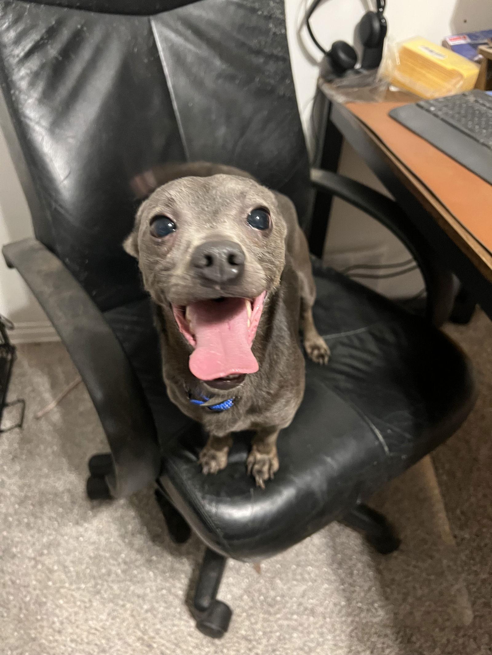 Tator, Adoptable, Adult Male Chihuahua.