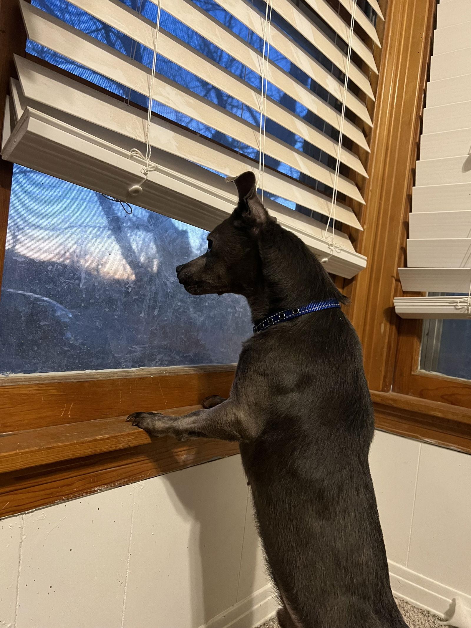 Enlarge Tator, a Adoptable Chihuahua in Bangs, TX image 2/2