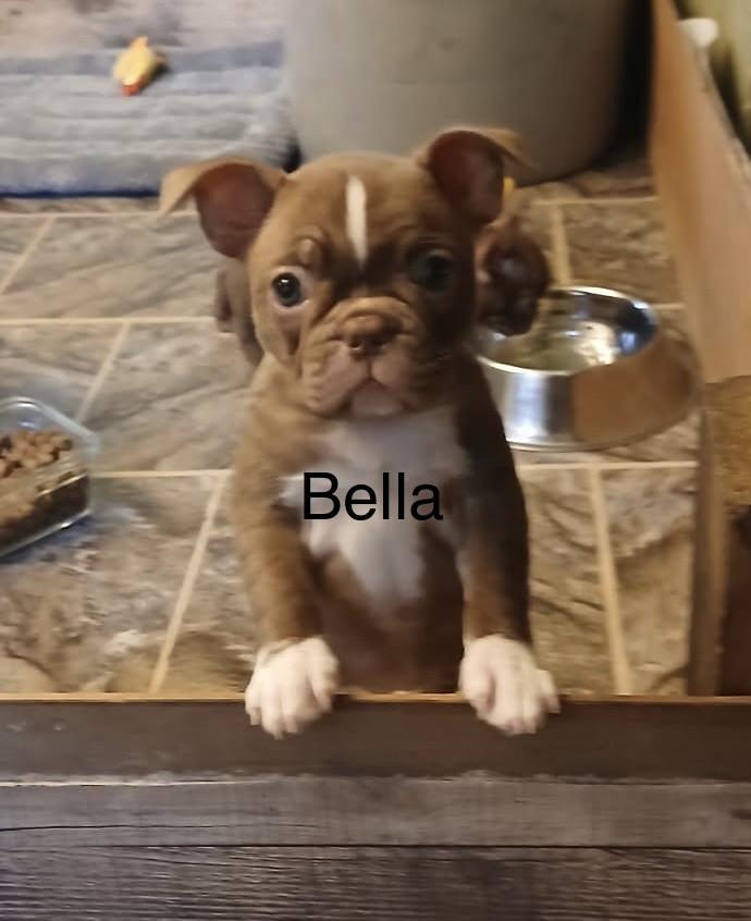 Bella, Adoptable, Puppy Female French Bulldog & Boston Terrier.