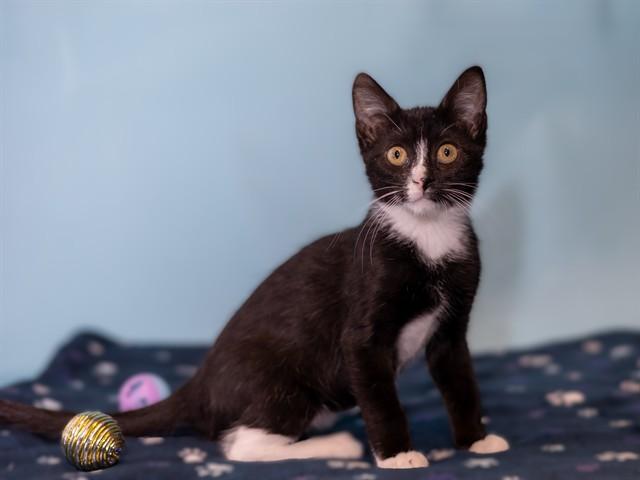 BABY, Adoptable, Kitten Female Domestic Short Hair.