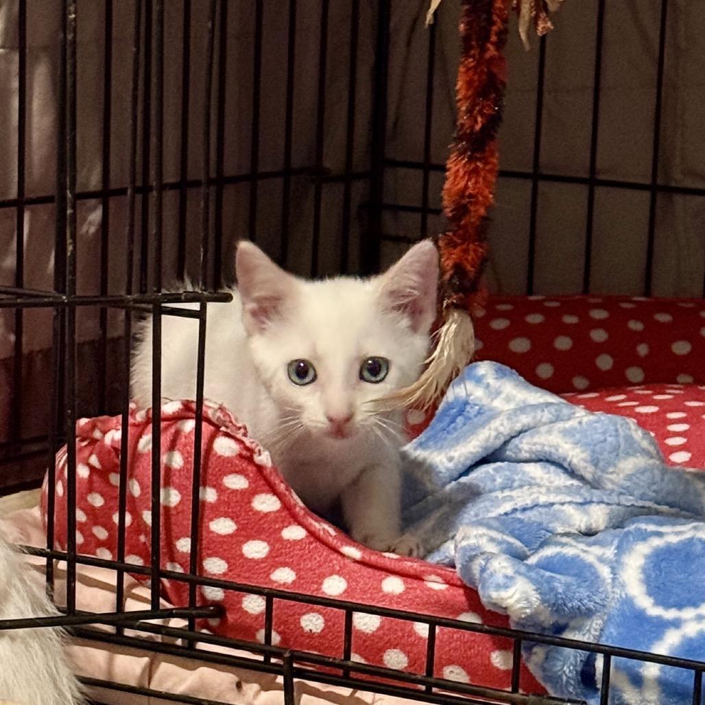 Nimbus, Adoptable, Kitten Female Siamese & Domestic Short Hair.