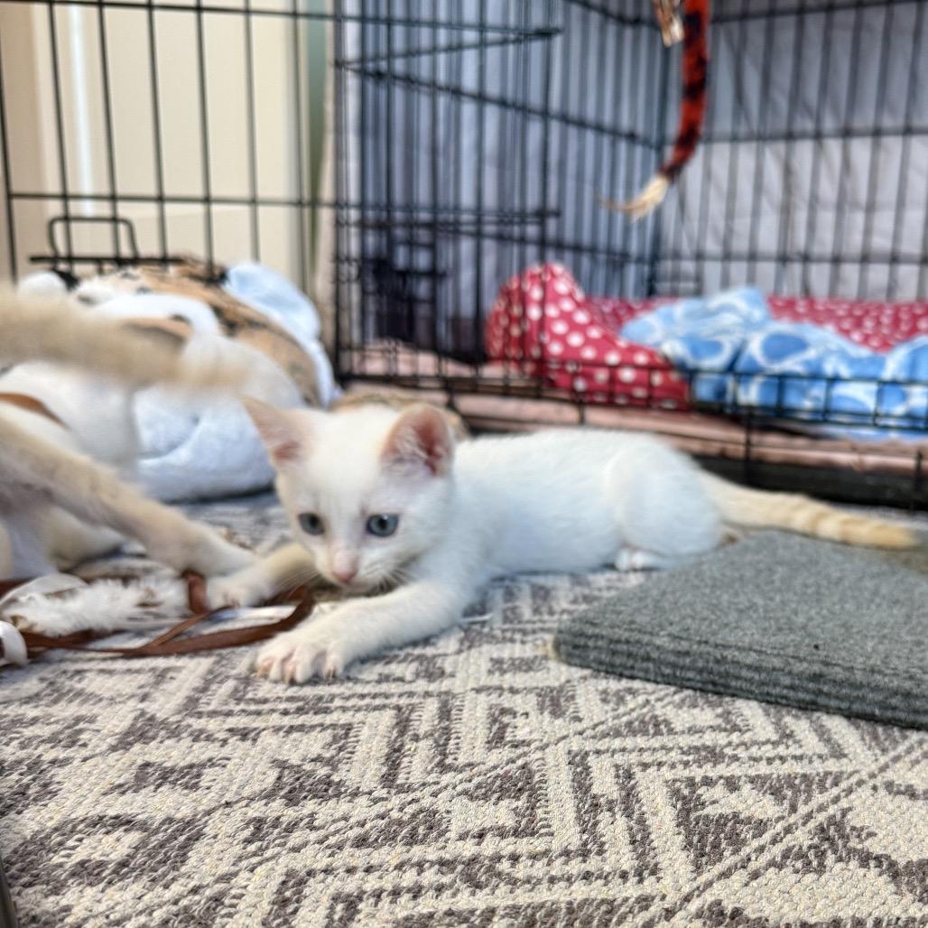 Nimbus, a Adoptable mixed breed in Milton, FL image 2/6
