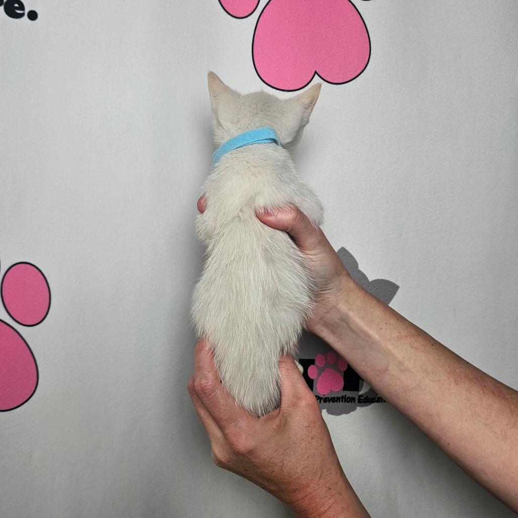 Nimbus, a Adoptable mixed breed in Milton, FL image 3/6