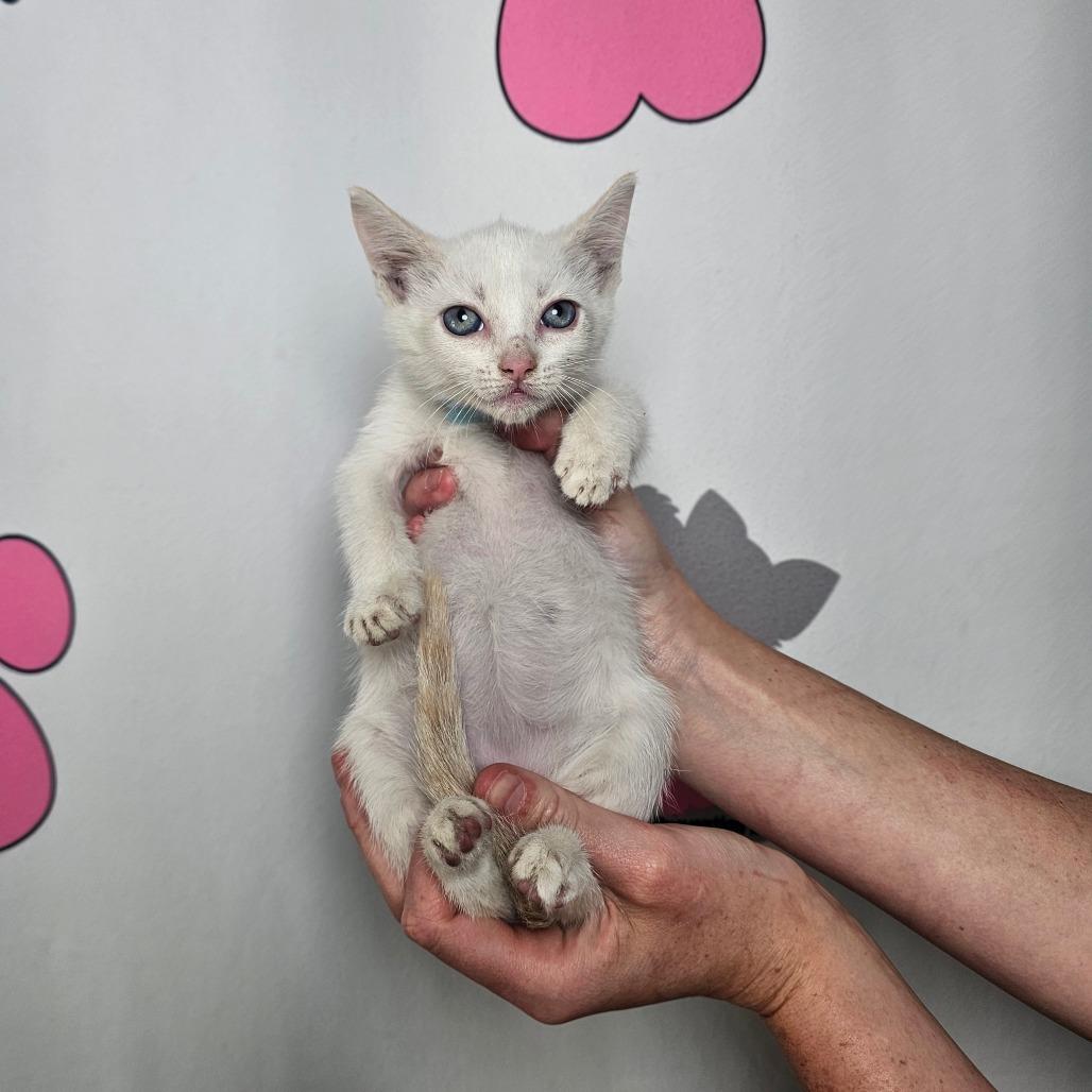 Nimbus, a Adoptable mixed breed in Milton, FL image 4/6