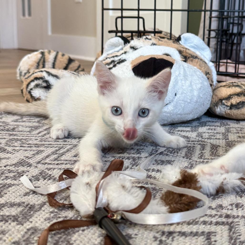 Nimbus, a Adoptable mixed breed in Milton, FL image 5/6