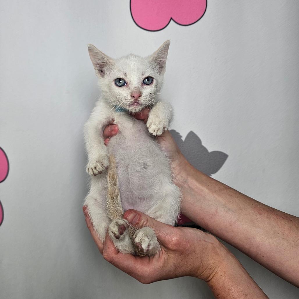 Nimbus, a Adoptable mixed breed in Milton, FL image 6/6