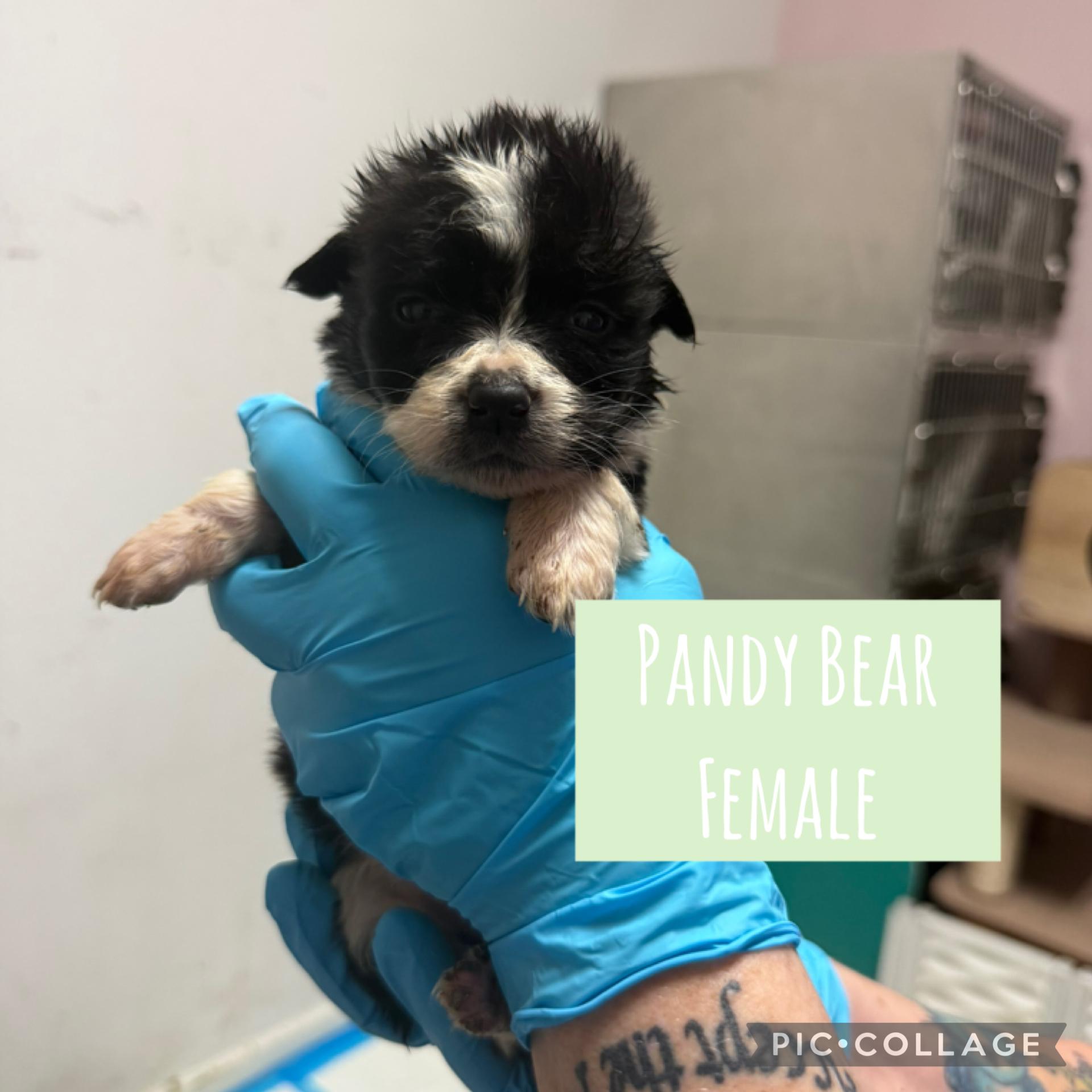 Holiday Puppies (Ready Dec 31!) Females, a ADOPTABLE Mixed Breed in Conway, SC image 1/5