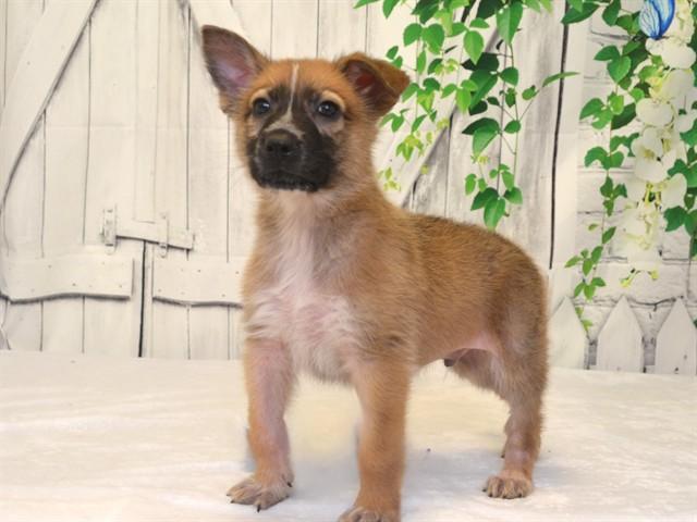 GRAHAM, Adoptable, Puppy Male Australian Kelpie & Mixed Breed.