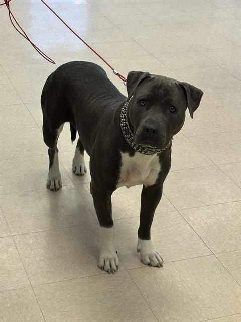 QUACKER, Adoptable, Adult Female Pit Bull Terrier & Mixed Breed.