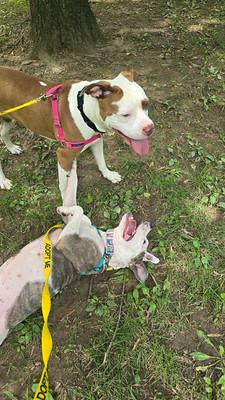 Enlarge Marina, a Adoptable Mixed Breed in Thornton, PA image 6/6