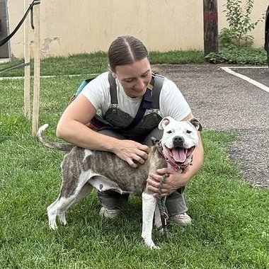 Enlarge Marina, a ADOPTABLE Mixed Breed in Philadelphia, PA image 3/6