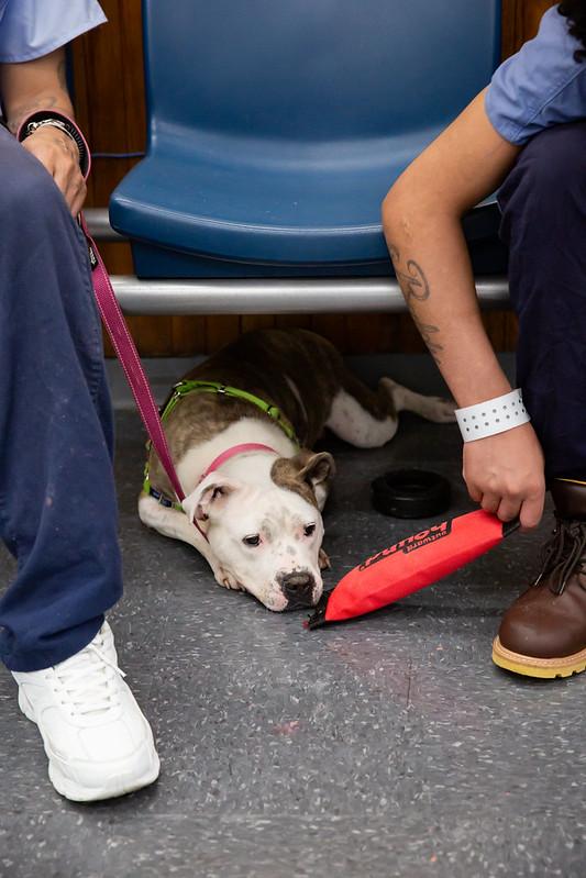 Enlarge Marina, a ADOPTABLE Mixed Breed in Philadelphia, PA image 2/6