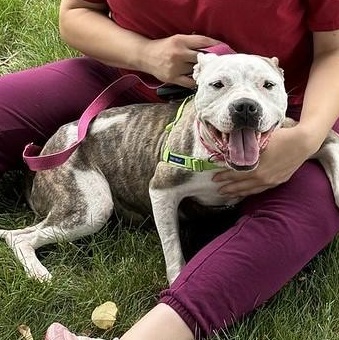 Enlarge Marina, a ADOPTABLE Mixed Breed in Philadelphia, PA image 5/6