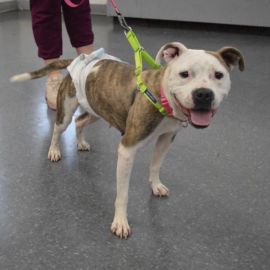 Enlarge Marina, a ADOPTABLE Mixed Breed in Philadelphia, PA image 6/6