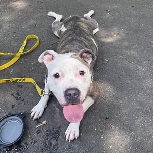 Enlarge Marina, a Adoptable Mixed Breed in Thornton, PA image 3/6