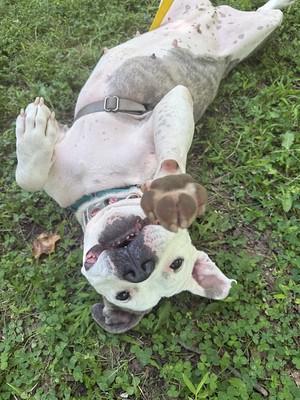 Enlarge Marina, a Adoptable Mixed Breed in Thornton, PA image 1/6
