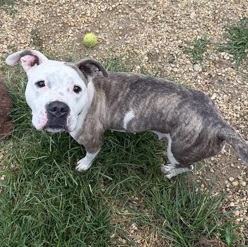 Enlarge Marina, a ADOPTABLE Mixed Breed in Philadelphia, PA image 4/6