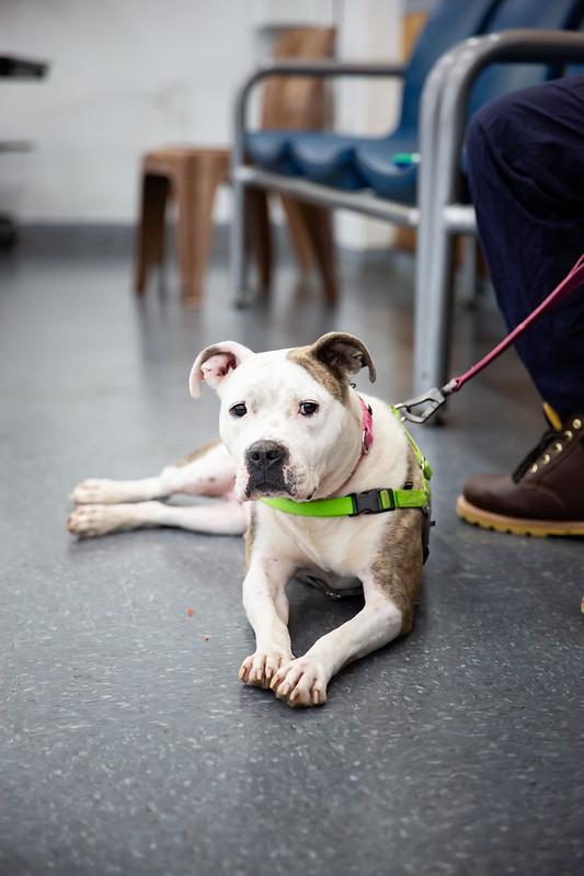Marina, ADOPTABLE, Young Female Mixed Breed.
