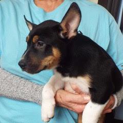 Comet, an adopted mixed breed in Green Valley, AZ image 2/2