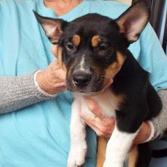 Comet, adopted, Puppy Male Rottweiler.