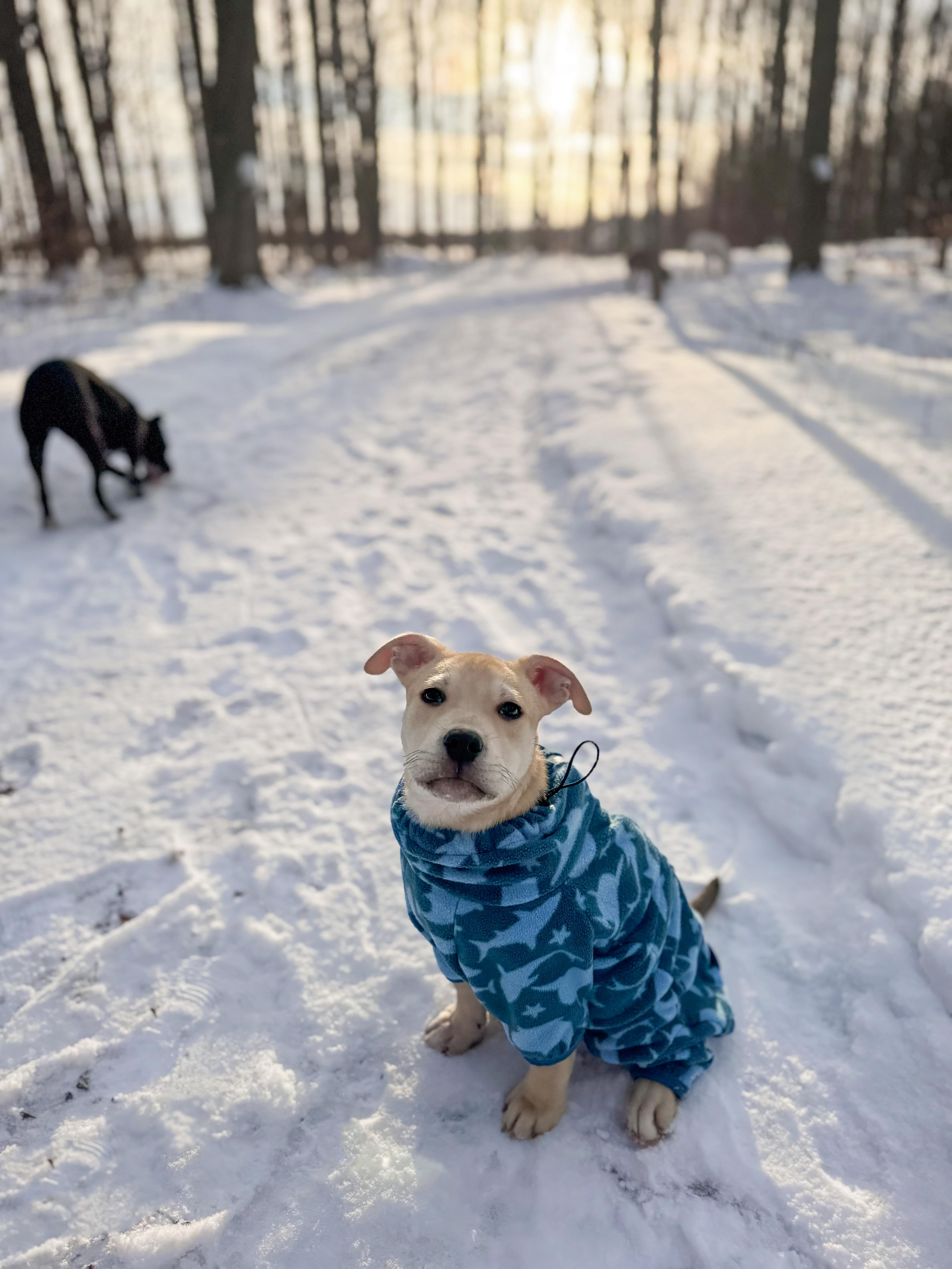 Enlarge Butterscotch (Butters), a ADOPTABLE mixed breed in Chesterville, ON image 3/5