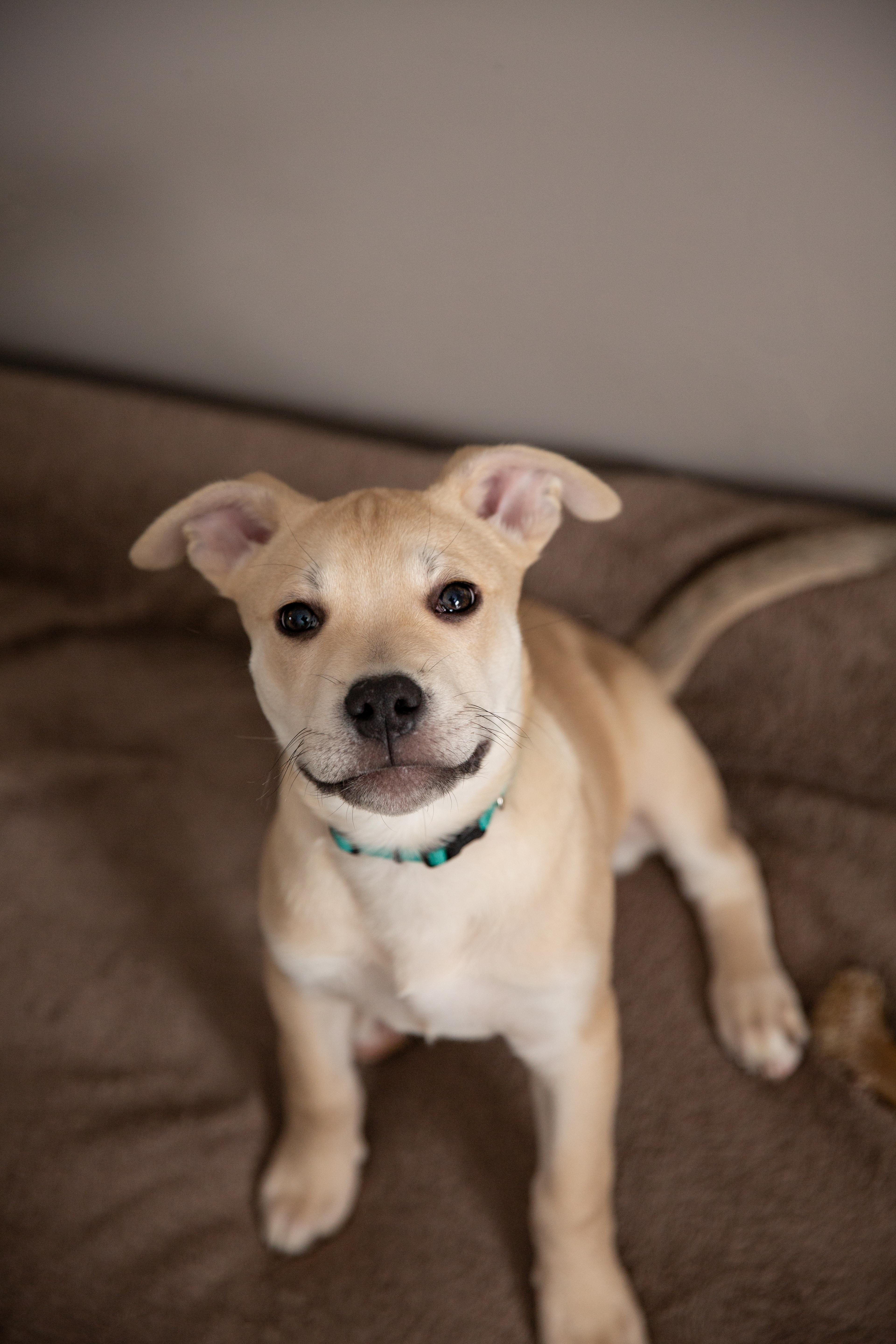 Enlarge Butterscotch (Butters), a ADOPTABLE mixed breed in Chesterville, ON image 5/5