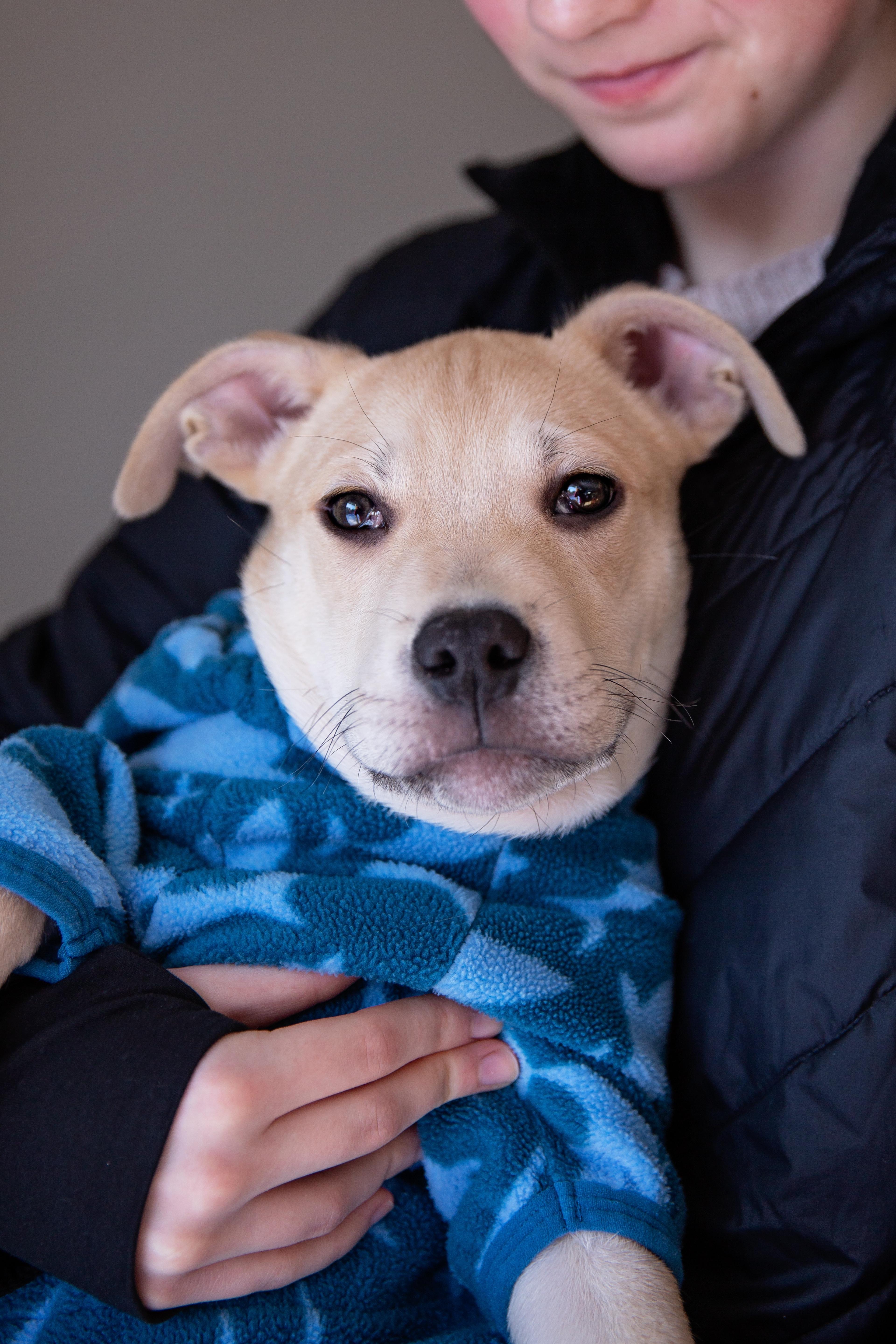 Enlarge Butterscotch (Butters), a ADOPTABLE mixed breed in Chesterville, ON image 4/5