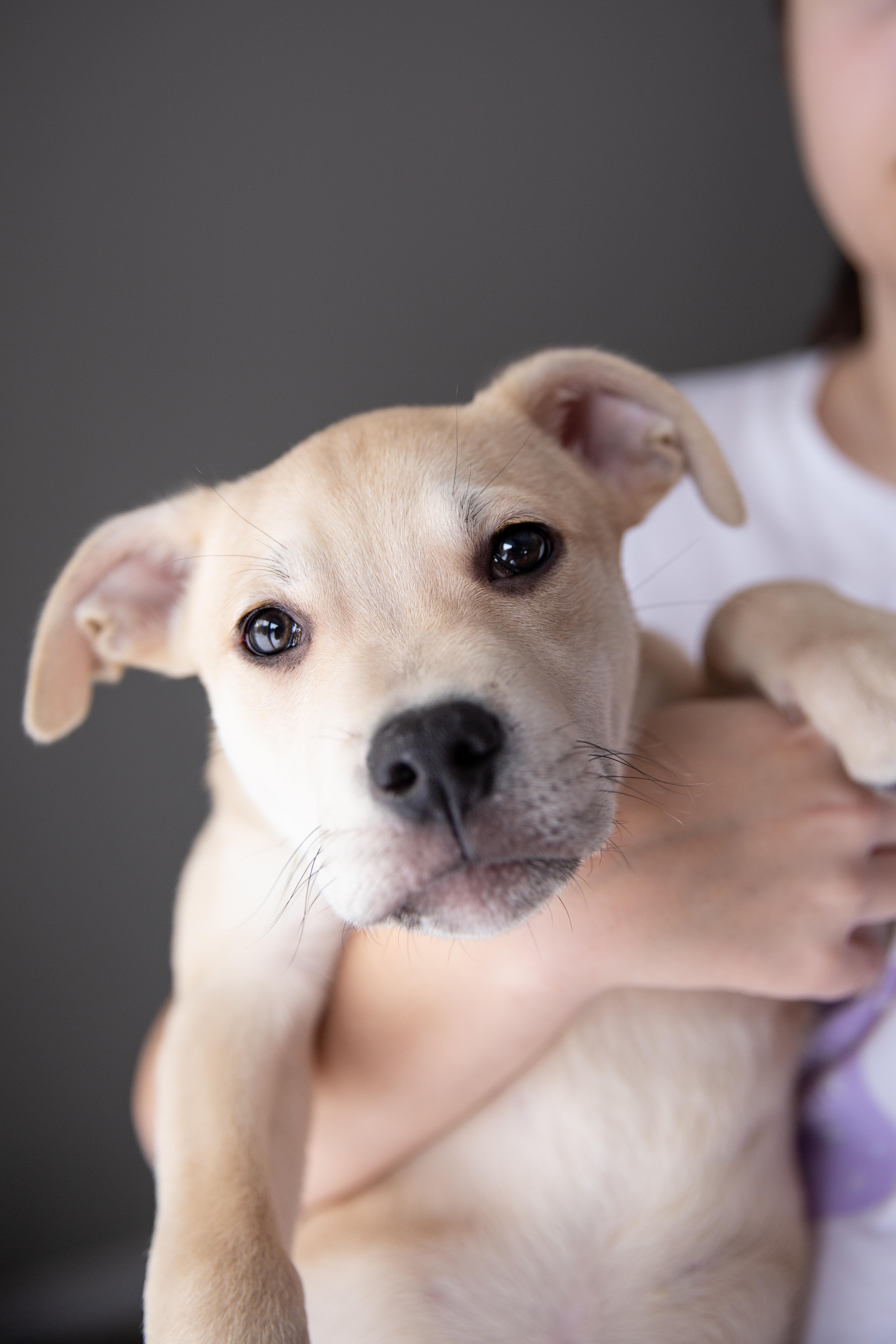 Enlarge Butterscotch (Butters), a ADOPTABLE mixed breed in Chesterville, ON image 2/5