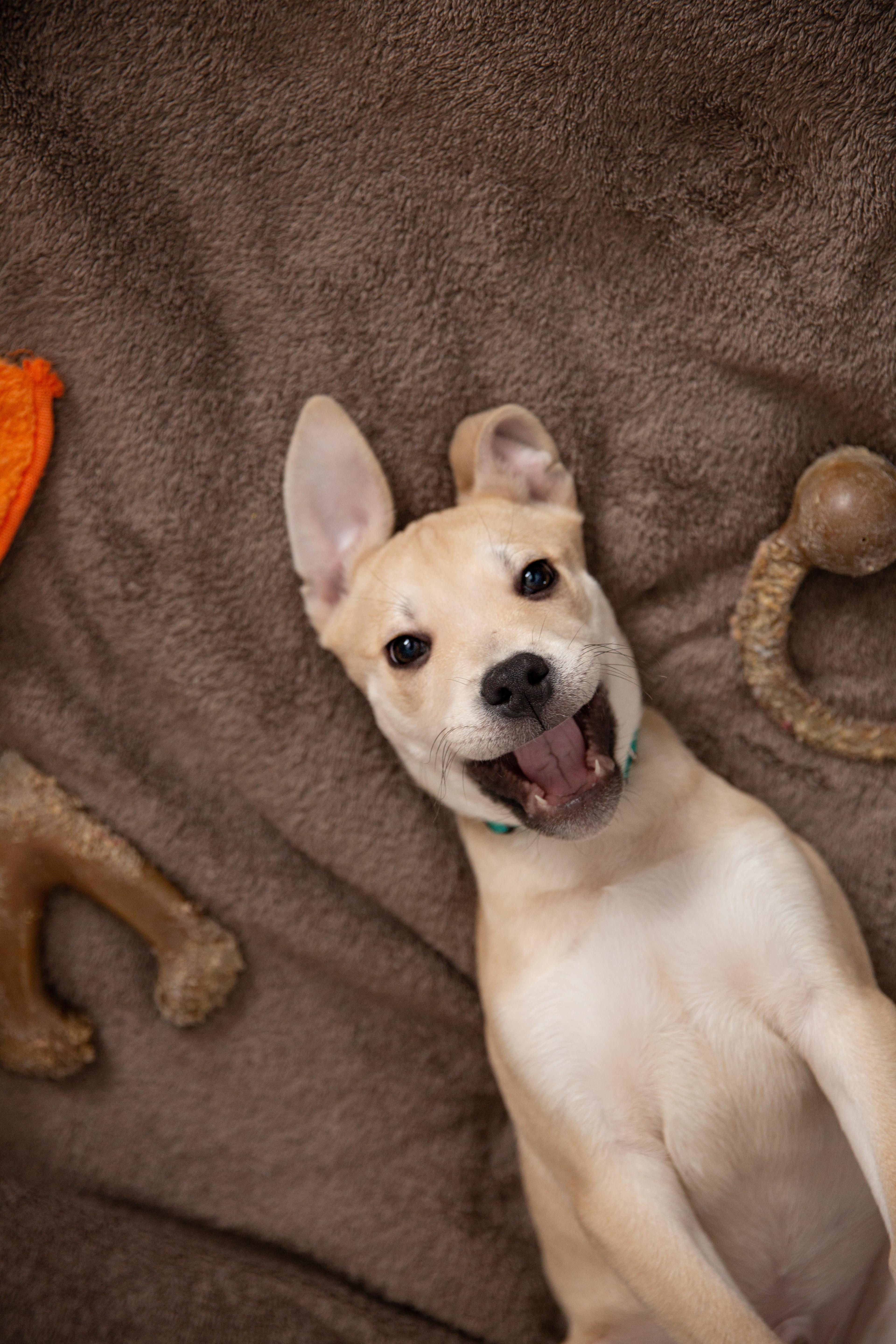 Butterscotch (Butters), ADOPTABLE, Puppy Male American Staffordshire Terrier & Labrador Retriever.