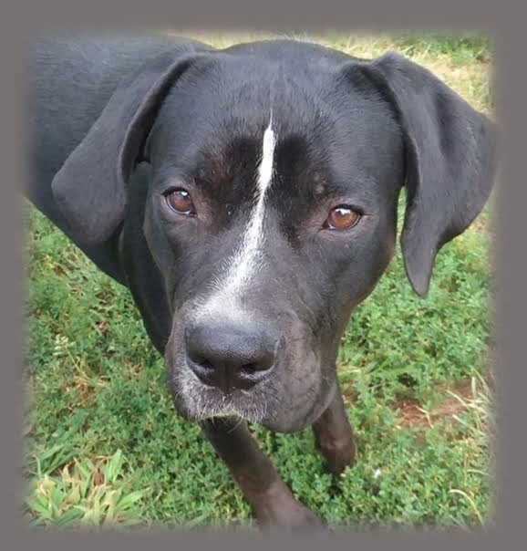 Enlarge Pluto, a Adoptable mixed breed in Pottstown, PA image 1/15