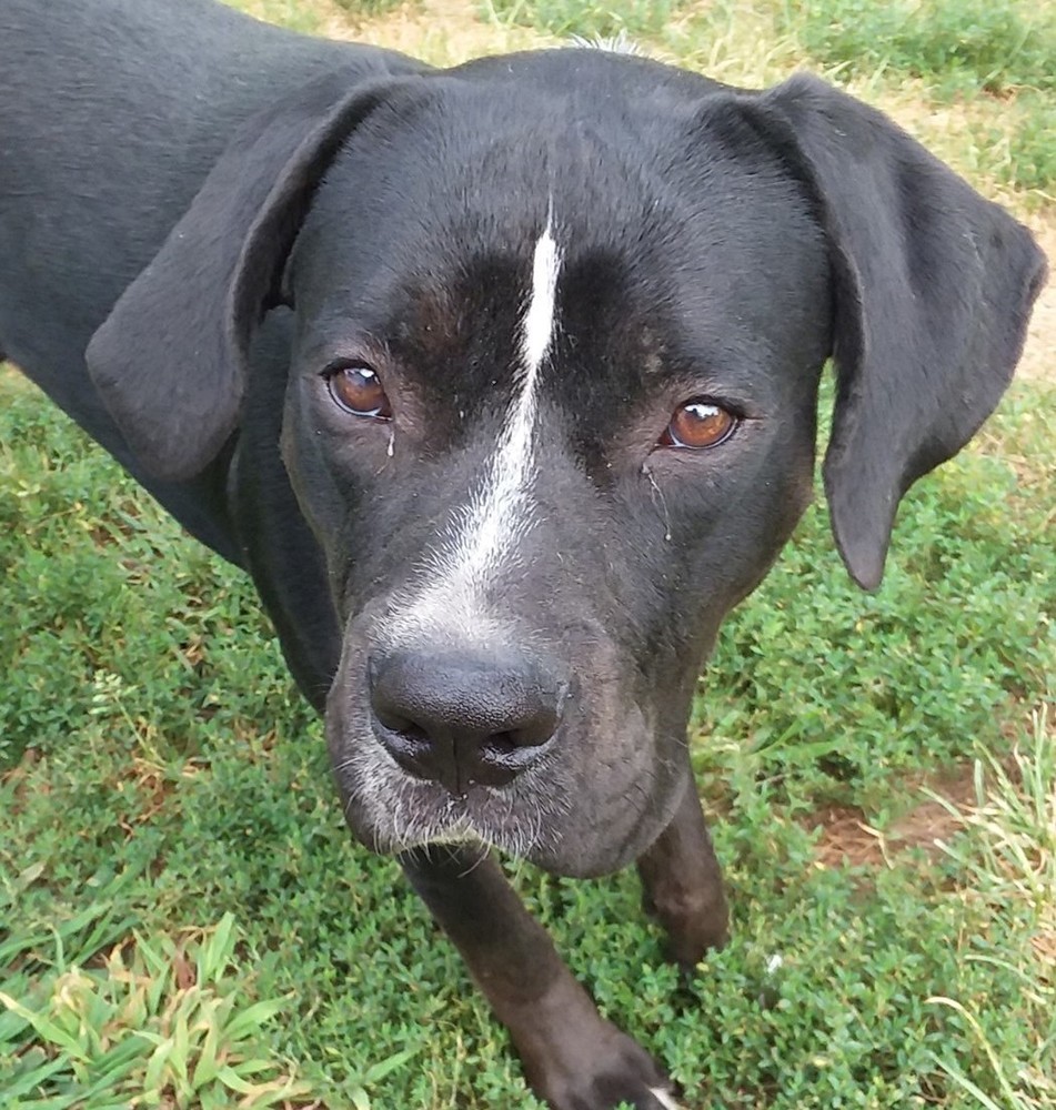 Enlarge Pluto, a Adoptable mixed breed in Pottstown, PA image 2/15