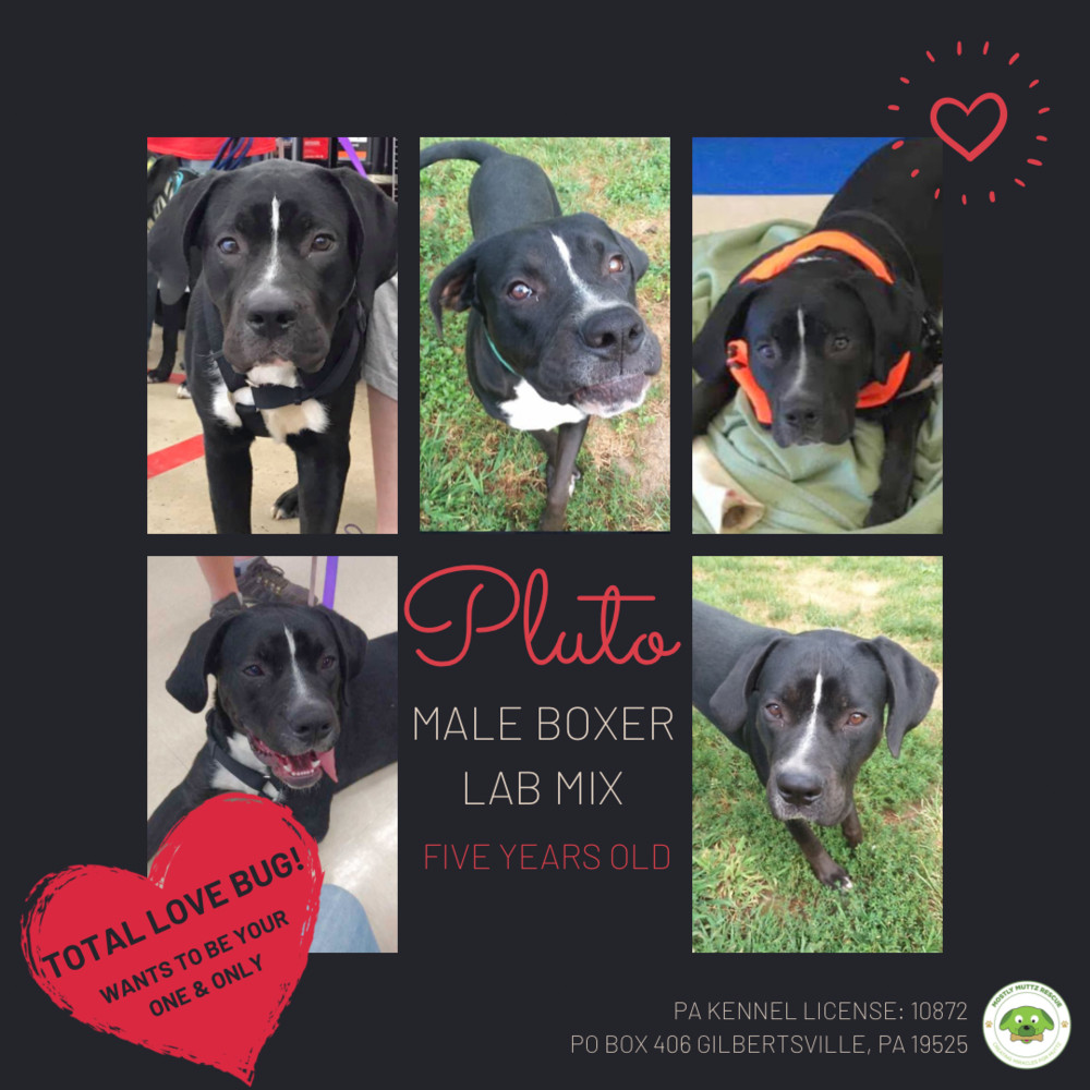 Enlarge Pluto, a Adoptable mixed breed in Pottstown, PA image 5/15