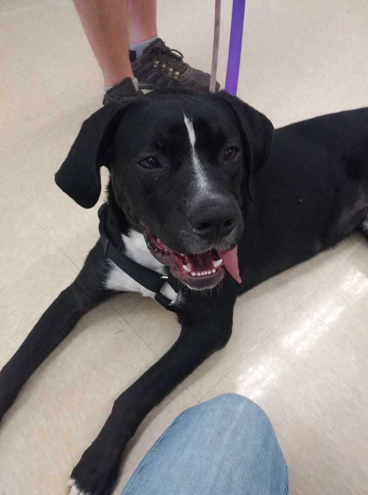 Enlarge Pluto, a Adoptable mixed breed in Pottstown, PA image 6/15