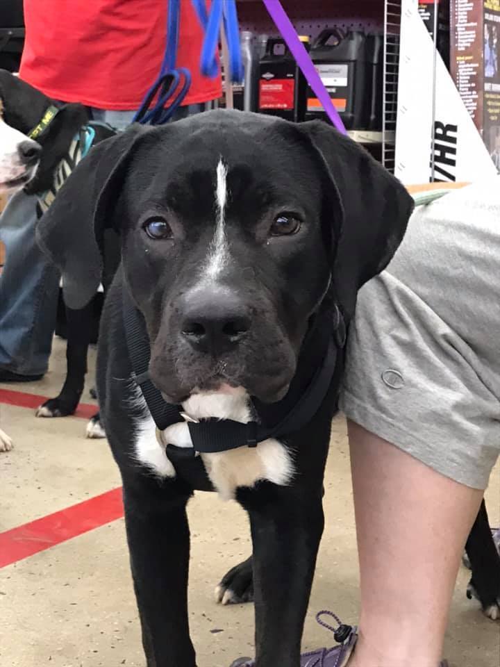 Enlarge Pluto, a Adoptable mixed breed in Pottstown, PA image 7/15