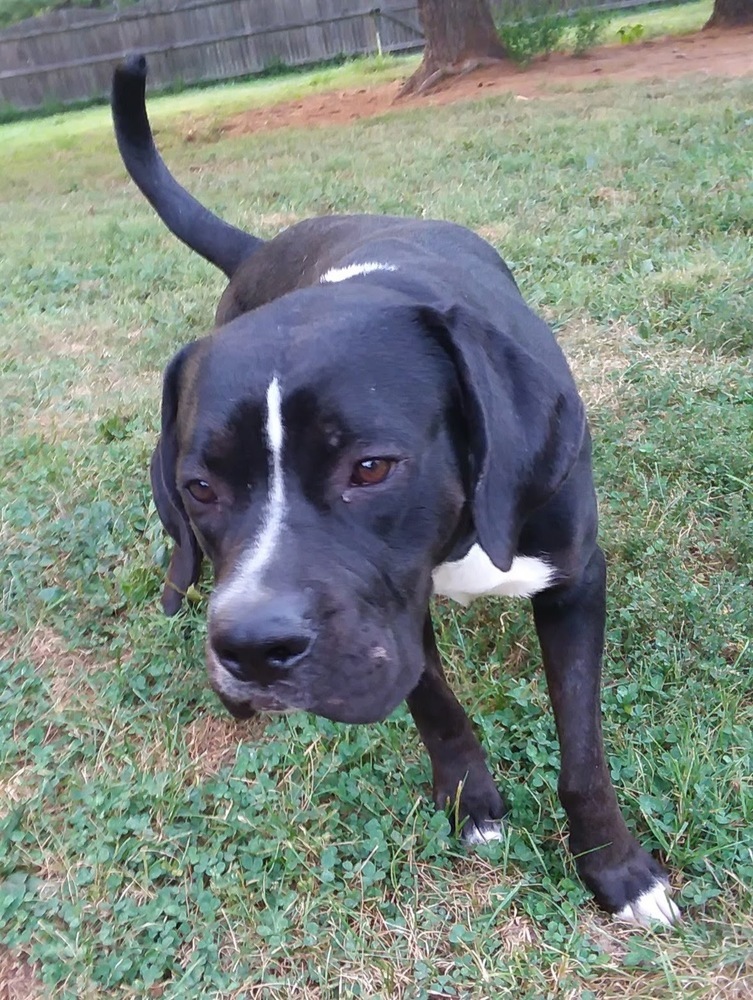 Enlarge Pluto, a Adoptable mixed breed in Pottstown, PA image 8/15