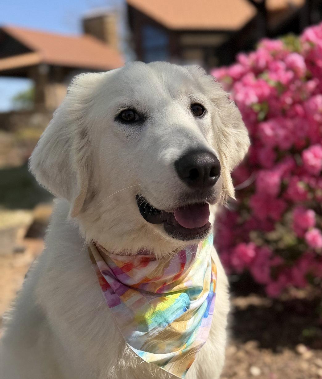 Enlarge Emmy, a Adopted Great Pyrenees in Garland, TX image 1/3