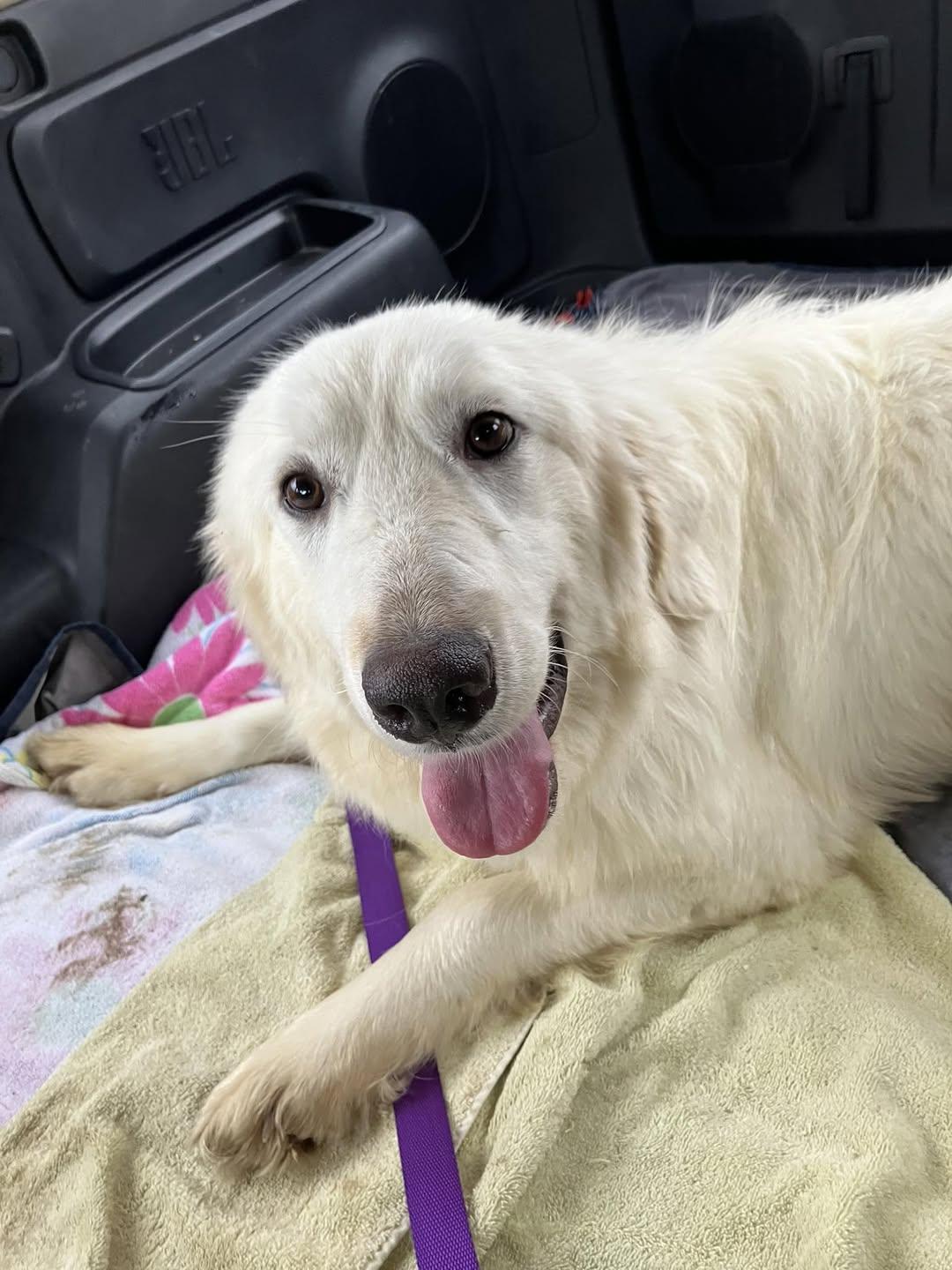Enlarge Emmy, a Adopted Great Pyrenees in Garland, TX image 2/3