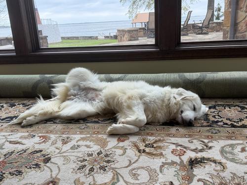 Enlarge Emmy, a Adopted Great Pyrenees in Garland, TX image 3/3