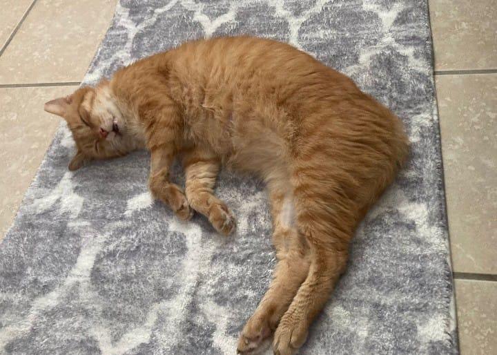 Charlie, an adoption pending Domestic Medium Hair in Manchester, NH image 3/6