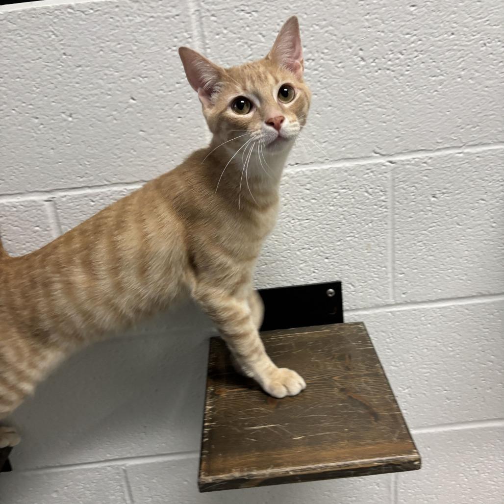 Pocket Full Sunscreen, Adoptable, Young Male Domestic Short Hair.