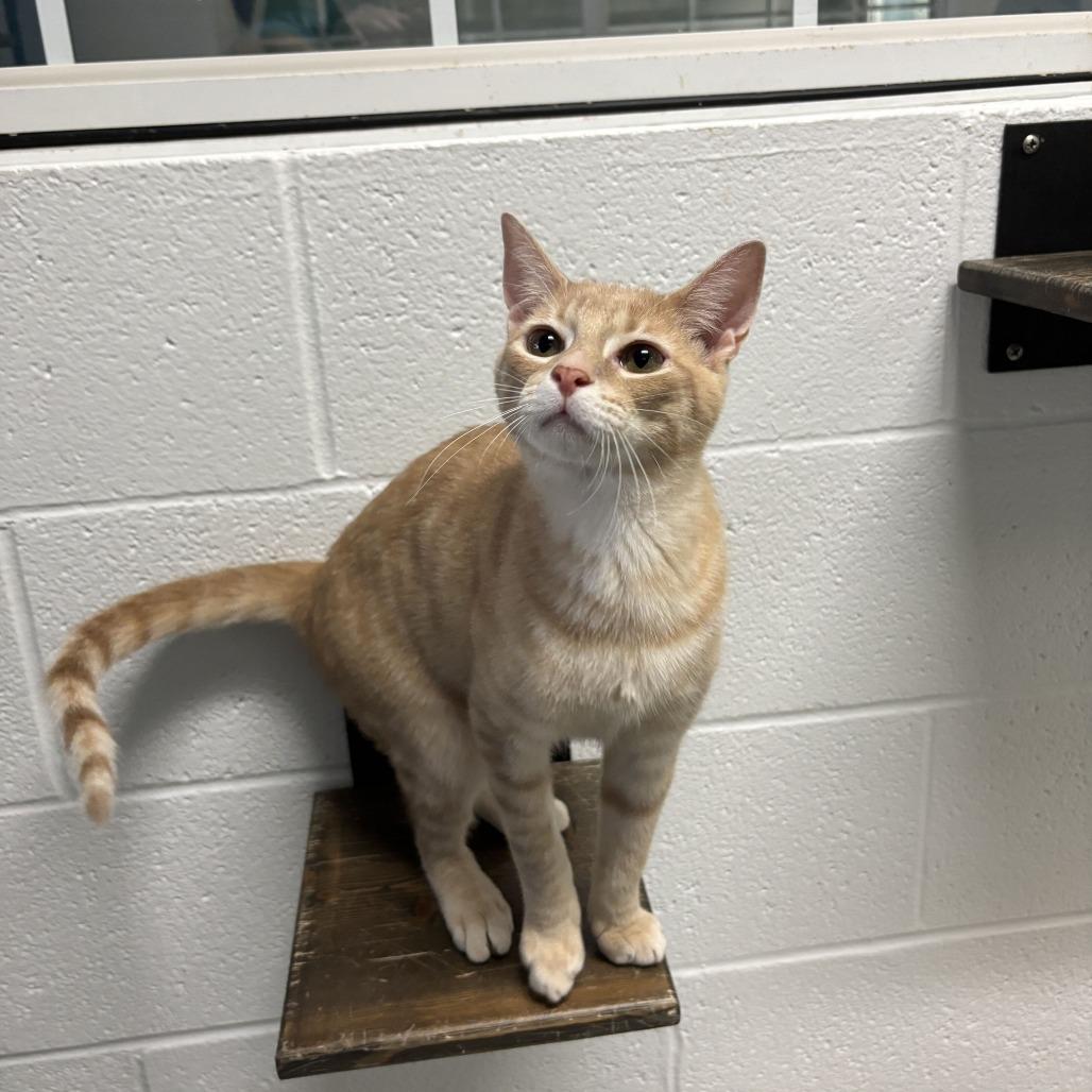 Enlarge Pocket Full Sunscreen, a Adoptable Domestic Short Hair in Carencro, LA image 2/4