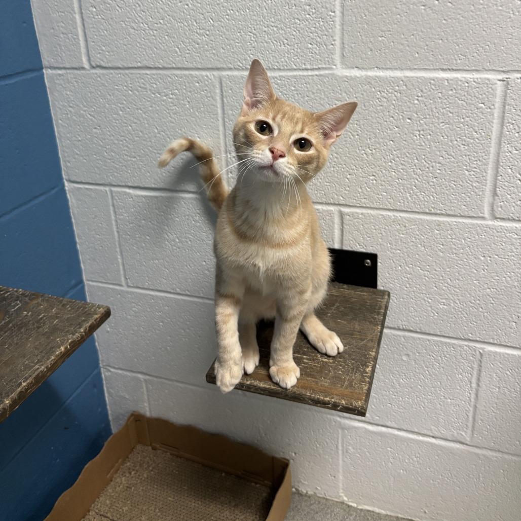Enlarge Pocket Full Sunscreen, a Adoptable Domestic Short Hair in Carencro, LA image 3/4